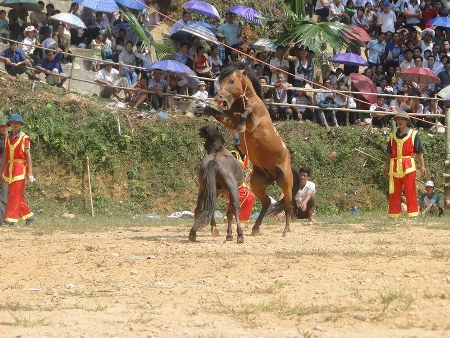 Chọi ngựa nảy lửa ở H&agrave; Giang